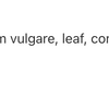 Oregano/Oregano 1:3 image 3
