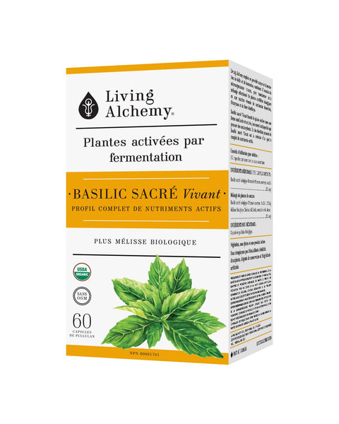 Living Holy Basil