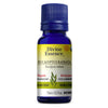 Organic Eucalyptus Radiata. image 1