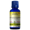 Organic Eucalyptus Radiata. image 2