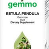 Betula pendula (bud)  image 1