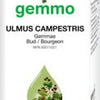 Ulmus campestris  image 2