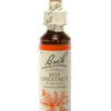 Red Chestnut - Marronier Rouge image 1