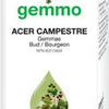 Acer campestre  image 1