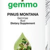 Pinus montana  image 2