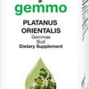 Platanus orientalis  image 1