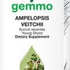 Ampelopsis veitchii  image 2