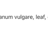 Oregano/Oregano 1:1 image 3