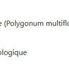 Polygonum image 2