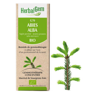 Abies alba - G70 - silver fir