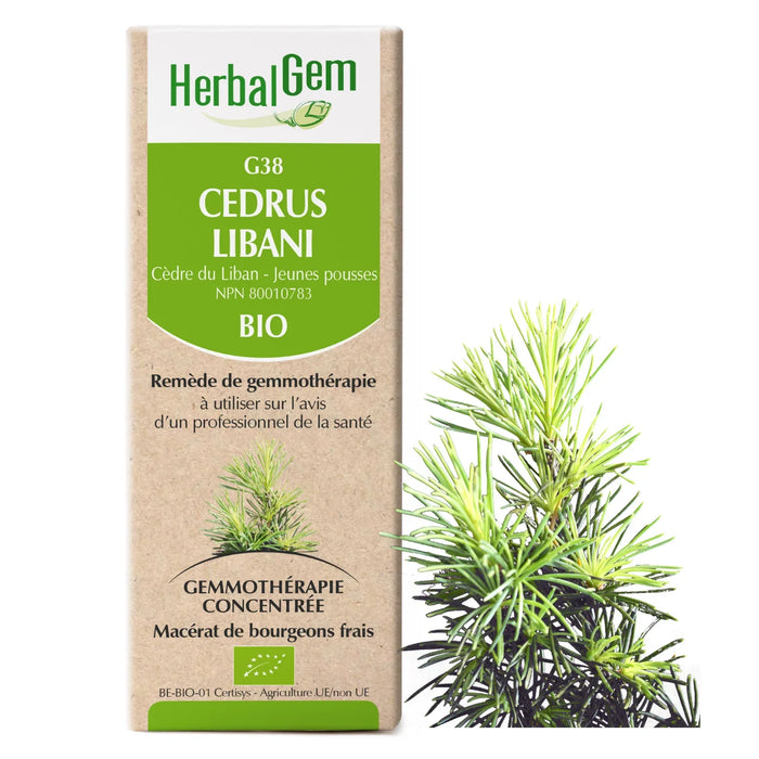 Cedrus Libani - Cedar of Lebanon - G38