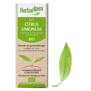 Citrus limonum - G57 - lemon tree