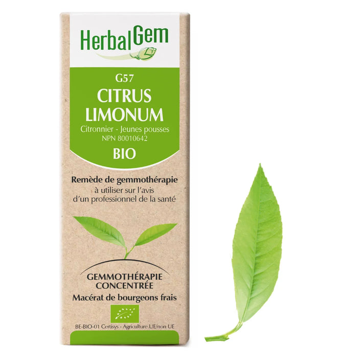 Citrus limonum - G57 - lemon tree