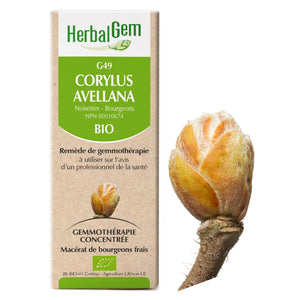 Corylus avellana - G49 - hazelnut