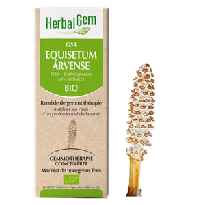 Equisetum arvense - G54 - Horsetail