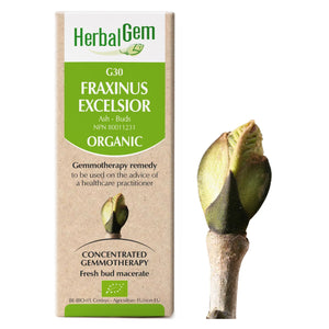 Fraxinus excelsior (ash) G30