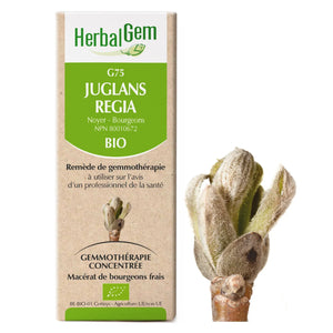 Juglans Regia - G75 - walnut