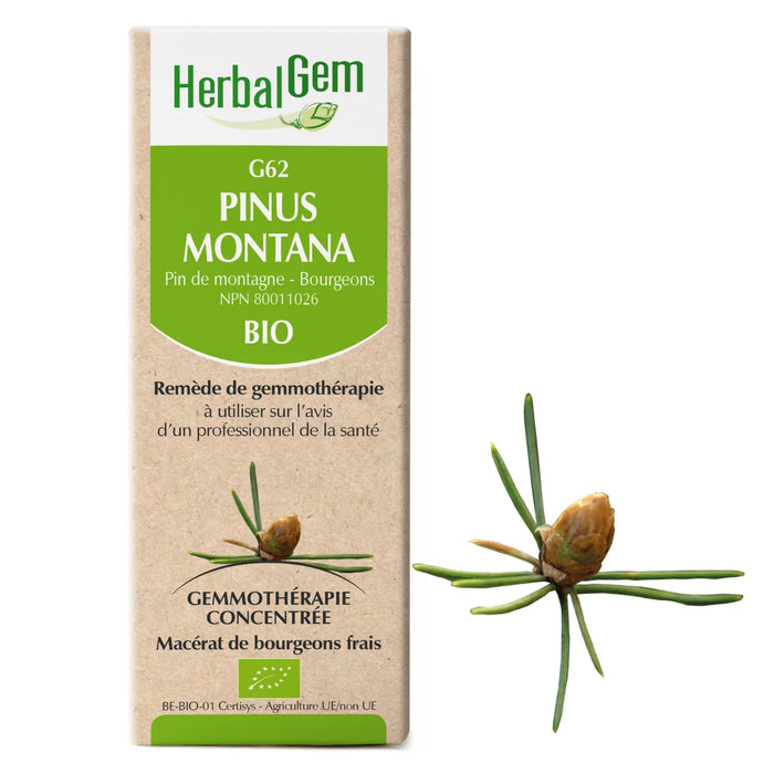 Pinus Montana - G62 - pine