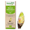 Prunus amygdalus - G71 - Amandier image 1
