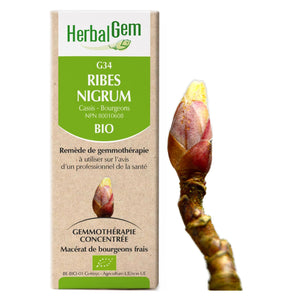 Ribes Nigrum - blackcurrant - G34