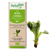 Rosa canina - G41 - Rosier sauvage image 1