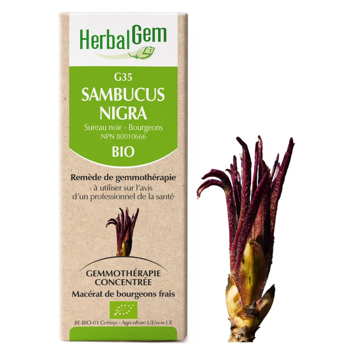 Sambucus nigra - G35 - Black Elderberry