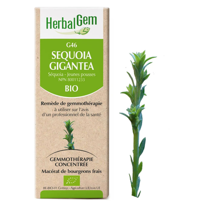 Sequoia gigantea - G46 - sequoia