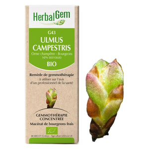 Ulmus Campestris - G43 - Elm