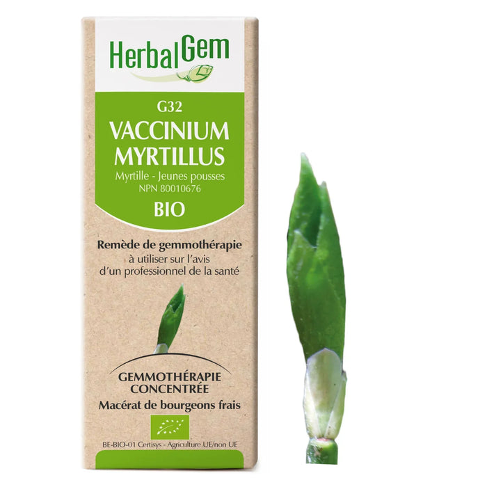 Vaccinum myrtillus - G32 - blueberry