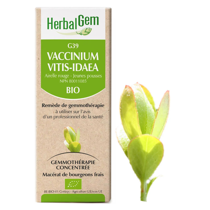 Vaccinium vitis-idaea - G39 - Lingonberry