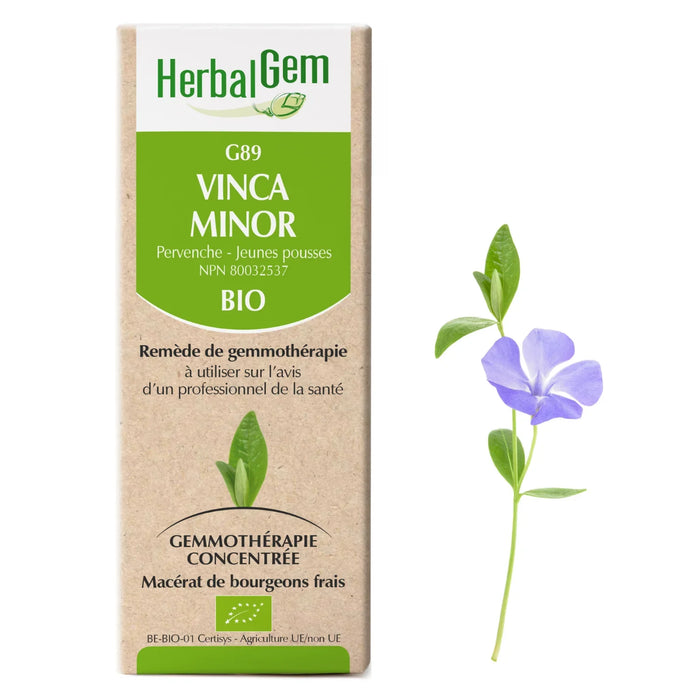 Vinca minor - G89 - lesser periwinkle