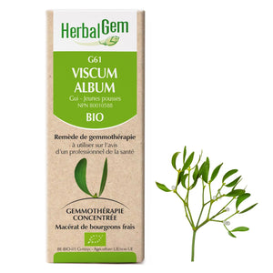 Viscum album - G61 - mistletoe