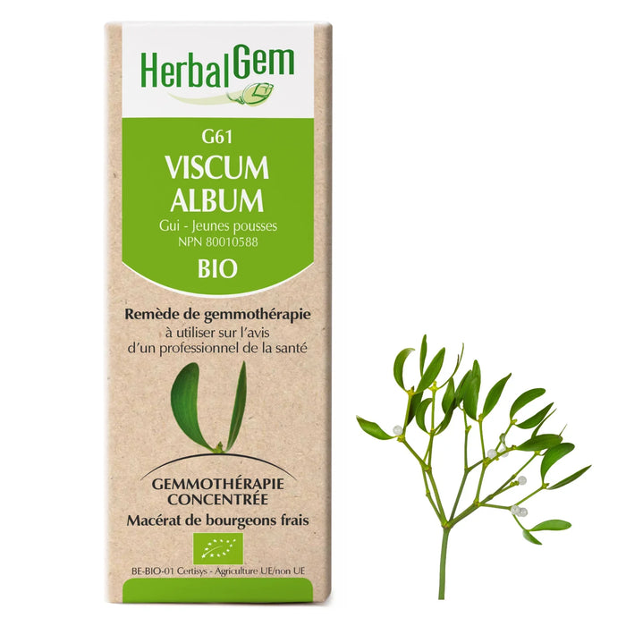 Viscum album - G61 - mistletoe