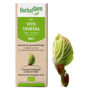 Vitis vinifera - G47 - vine