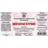 Mesenchyme image 3