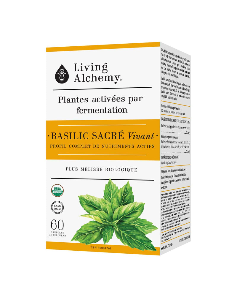 Living Holy Basil