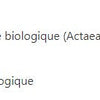 Actée à grappes noires image 2
