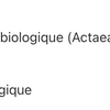 Actée à grappes noires image 4