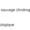 Andrographis image 4