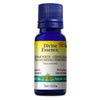 Western Thuya (Cedar leaf) Organic. image 1