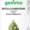 Betula pubescens  image 1