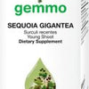 Sequoia gigantea  image 2