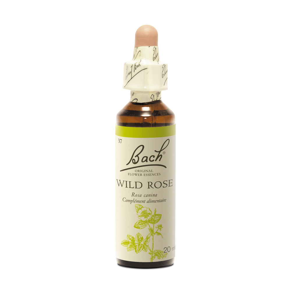Wild Rose - Eglantine
