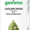 Juglans regia  image 2