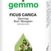 Ficus carica  image 1