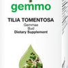 Tilia tomentosa  image 1