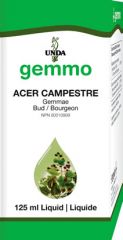 Acer campestre